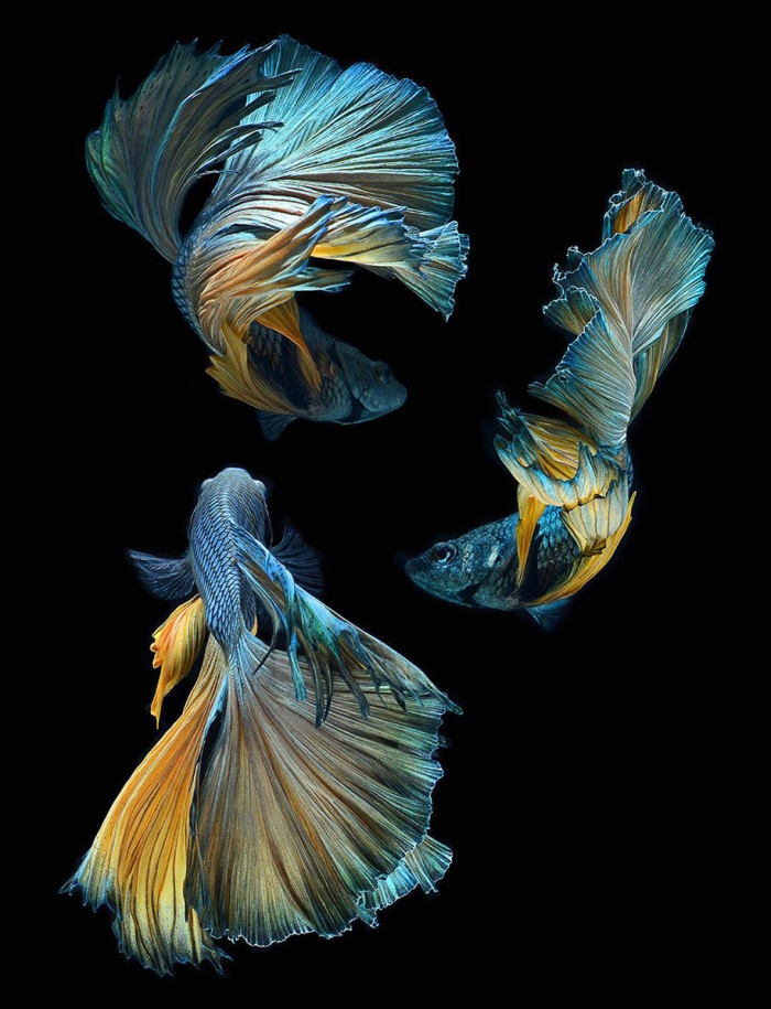 siamese-fighting-fish-photography-visarute-angkatavanich-29