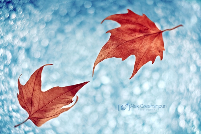 fall-nature-photography-autumn-colors-alex-greenshpun-17