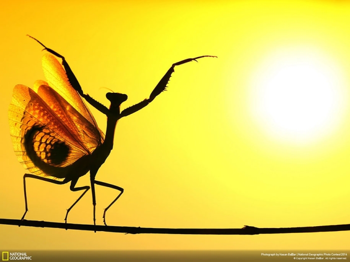national-geographic-photo-contest-2014-entries-17