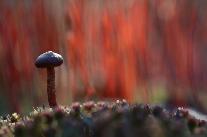 mushroom-nature-macro-photography-vyacheslav-mishchenko-24