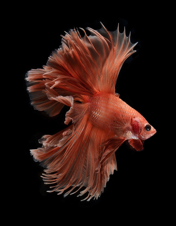siamese-fighting-fish-photography-visarute-angkatavanich-30