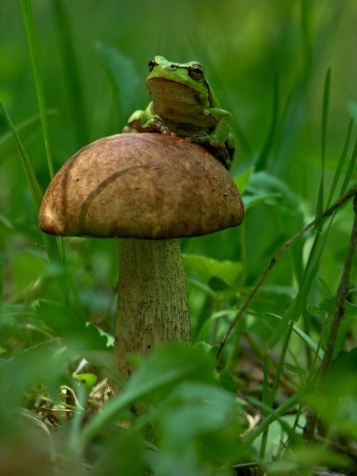 mushroom-nature-macro-photography-vyacheslav-mishchenko-25
