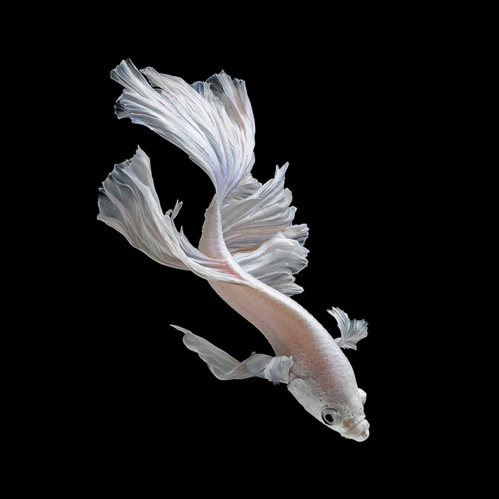 siamese-fighting-fish-photography-visarute-angkatavanich-31