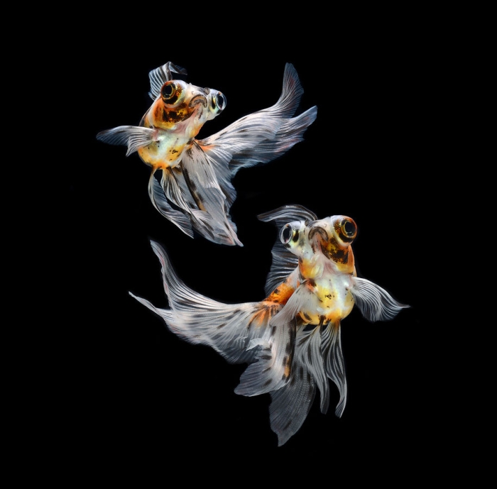 siamese-fighting-fish-photography-visarute-angkatavanich-32