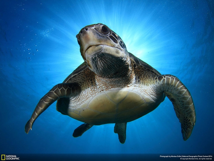 national-geographic-photo-contest-2014-entries-13
