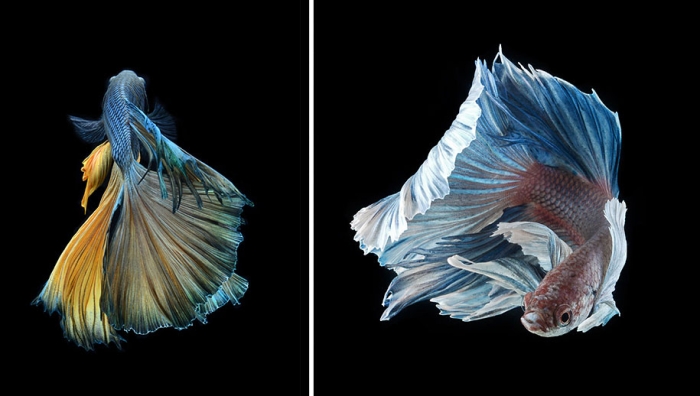 siamese-fighting-fish-photography-visarute-angkatavanich-18