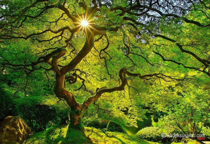 autumn-before-and-after-nature-photography-5