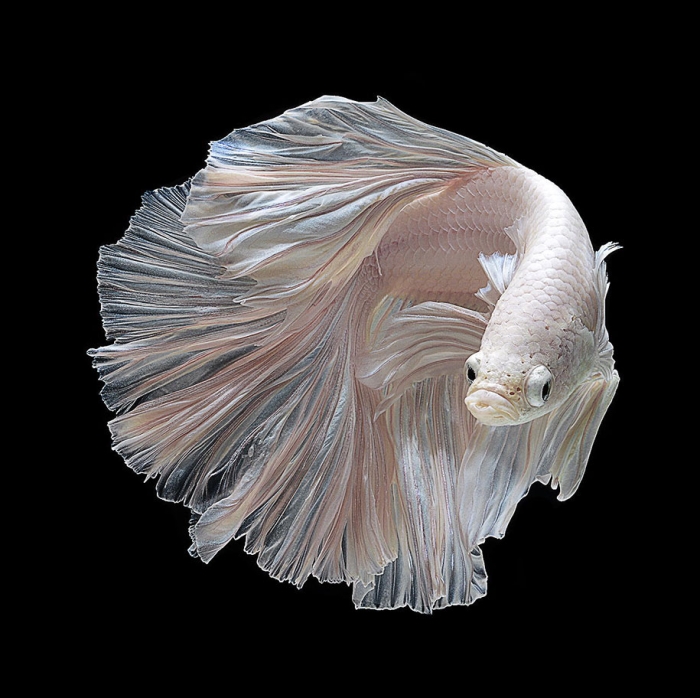 siamese-fighting-fish-photography-visarute-angkatavanich-33