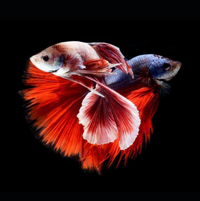 siamese-fighting-fish-photography-visarute-angkatavanich-34