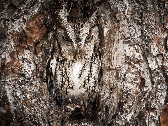 owls-comouflage-nature-photography-1