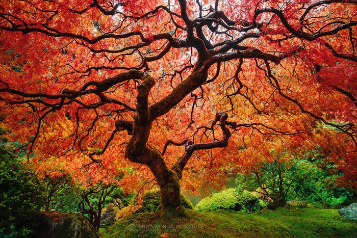 autumn-before-and-after-nature-photography-6