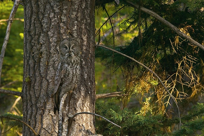 owls-comouflage-nature-photography-2