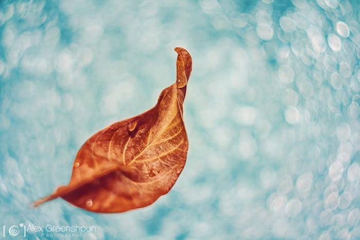 fall-nature-photography-autumn-colors-alex-greenshpun-23
