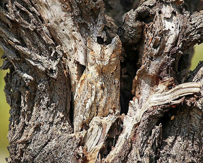 owls-comouflage-nature-photography-3