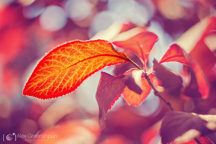 fall-nature-photography-autumn-colors-alex-greenshpun-24