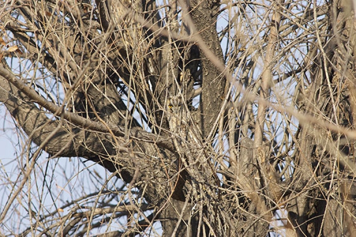 owls-comouflage-nature-photography-4