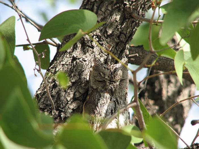 owls-comouflage-nature-photography-5