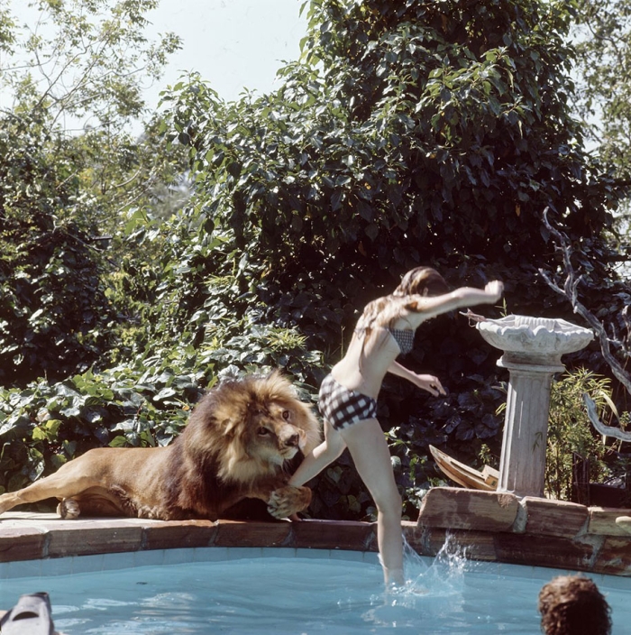 roar-lion-neil-film-photography-michael-rougier-7