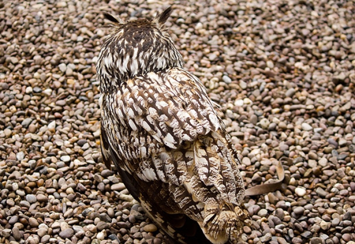 owls-comouflage-nature-photography-6