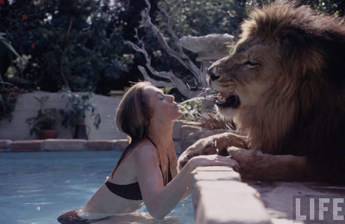 roar-lion-neil-film-photography-michael-rougier-10