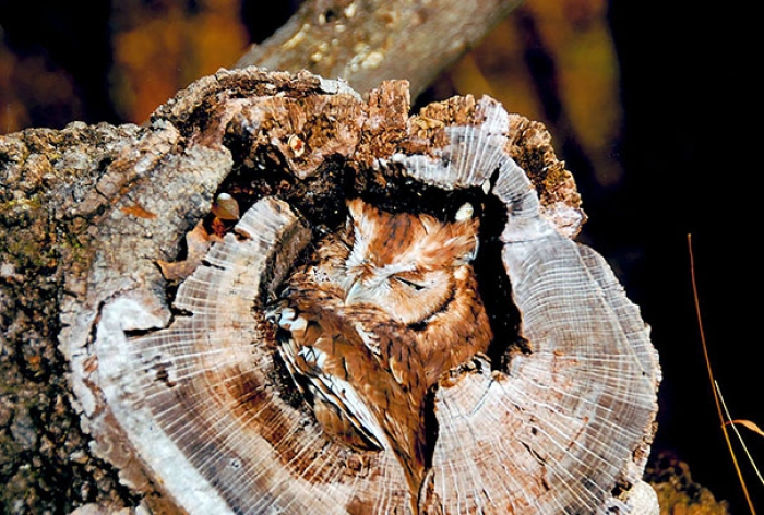 owls-comouflage-nature-photography-7