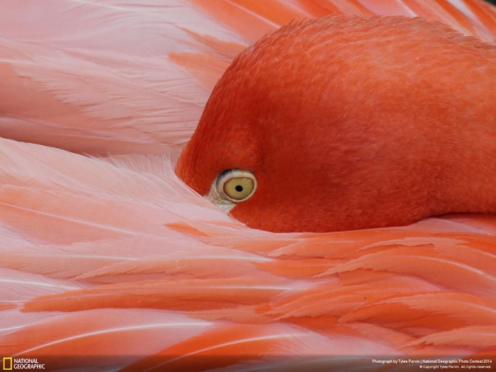 national-geographic-photo-contest-2014-entries-28