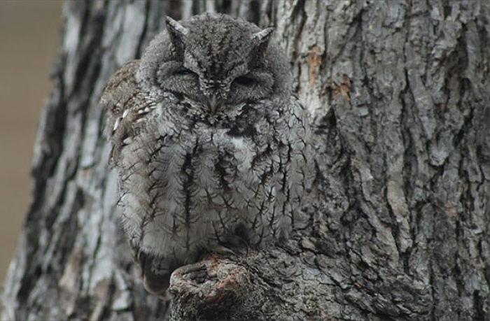 owls-comouflage-nature-photography-8