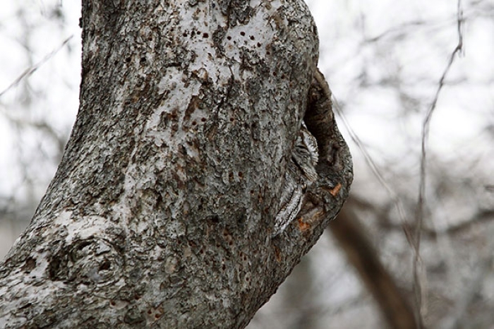 owls-comouflage-nature-photography-10
