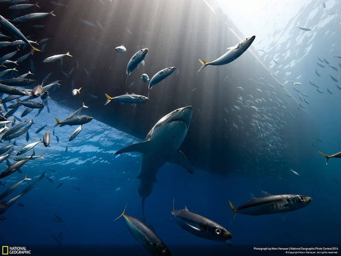 national-geographic-photo-contest-2014-entries-9