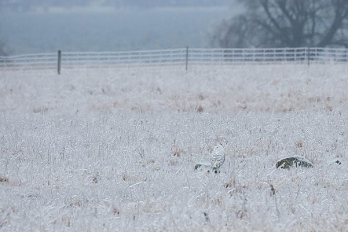 owls-comouflage-nature-photography-11