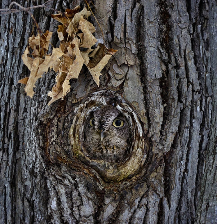 owls-comouflage-nature-photography-12