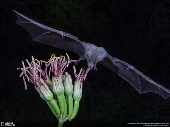 national-geographic-photo-contest-2014-entries-19