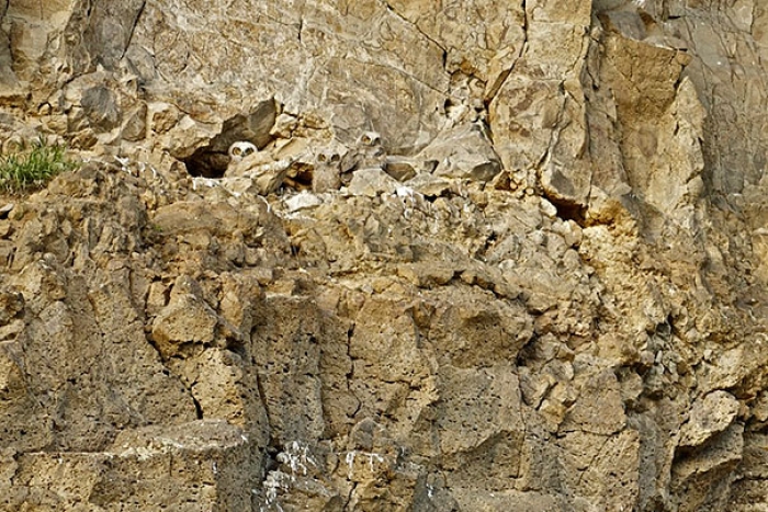owls-comouflage-nature-photography-13