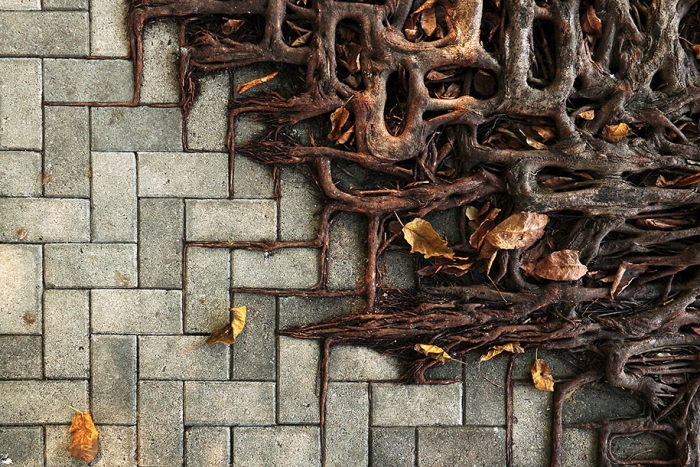nature-reclaiming-civilization-photography-16