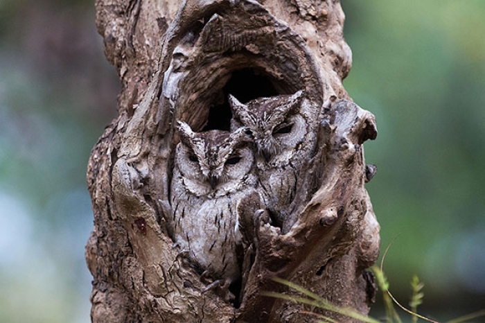 owls-comouflage-nature-photography-14