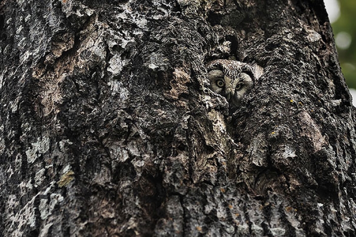 owls-comouflage-nature-photography-15