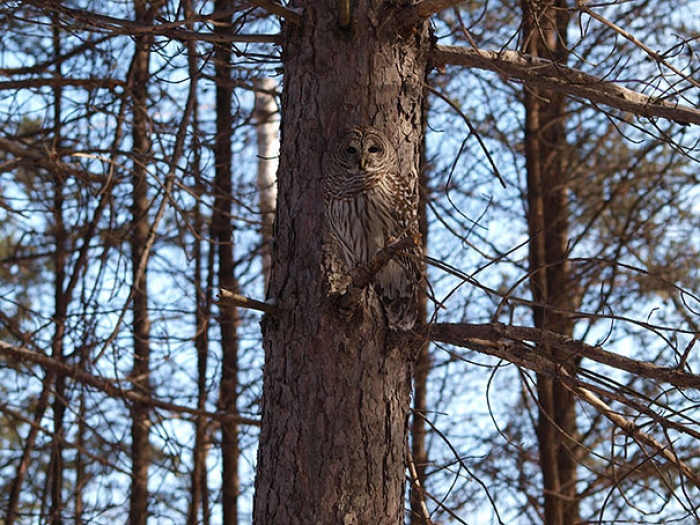 owls-comouflage-nature-photography-16