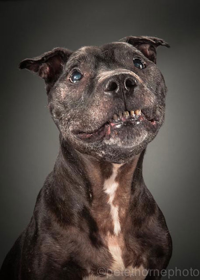 old-faithful-old-dog-portrait-photography-pete-thorne-11
