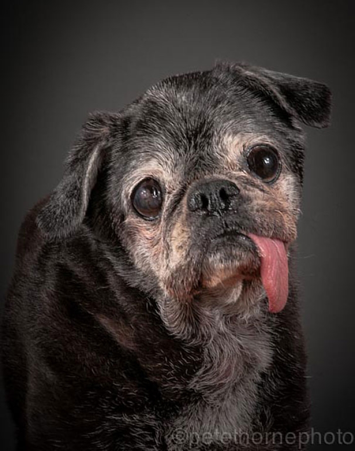 old-faithful-old-dog-portrait-photography-pete-thorne-10