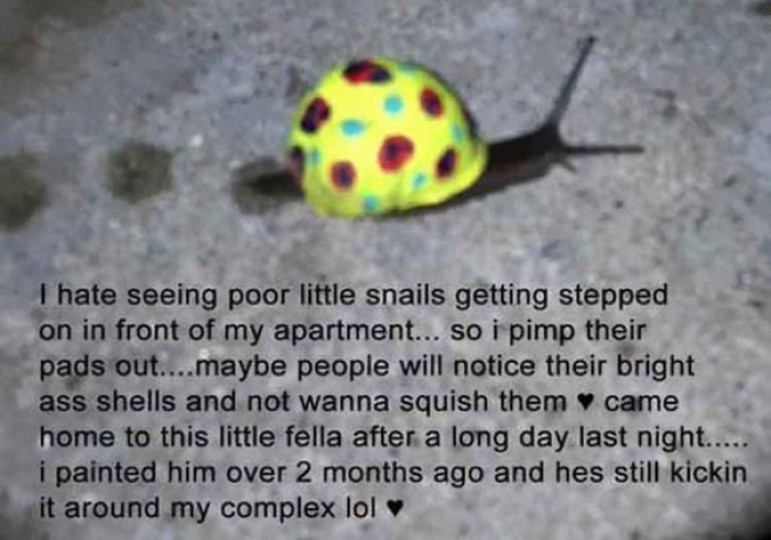 painted-snail-shell-art-8