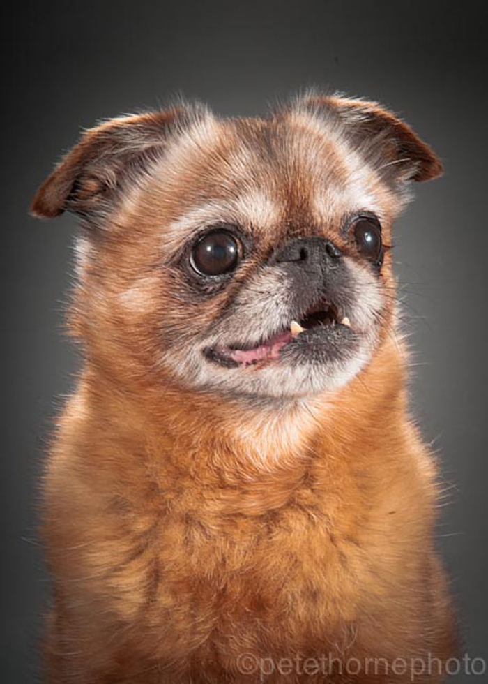 old-faithful-old-dog-portrait-photography-pete-thorne-4