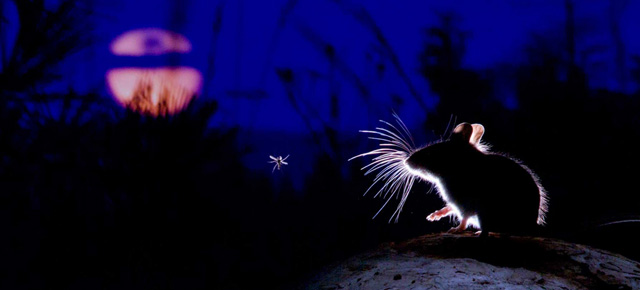 Breathtaking Wildlife Photos From The 50th Annual Wildlife Photo Competition