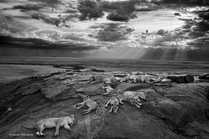 wildlife-photographer-of-the-year-2014-awards-1