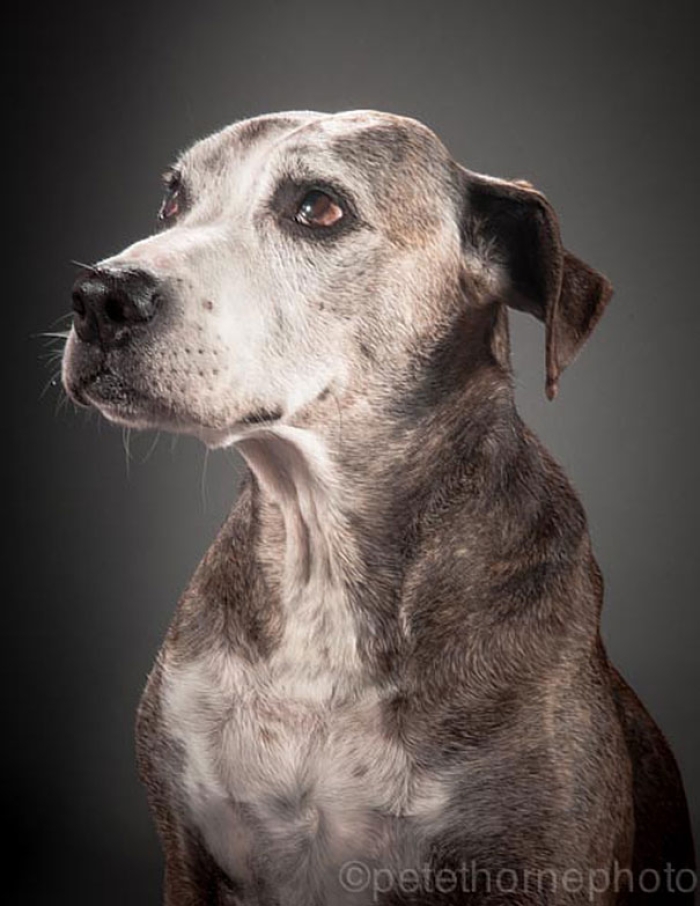 old-faithful-old-dog-portrait-photography-pete-thorne-6