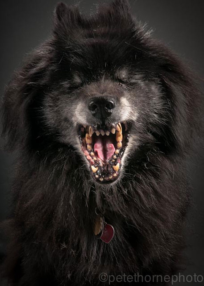 old-faithful-old-dog-portrait-photography-pete-thorne-17