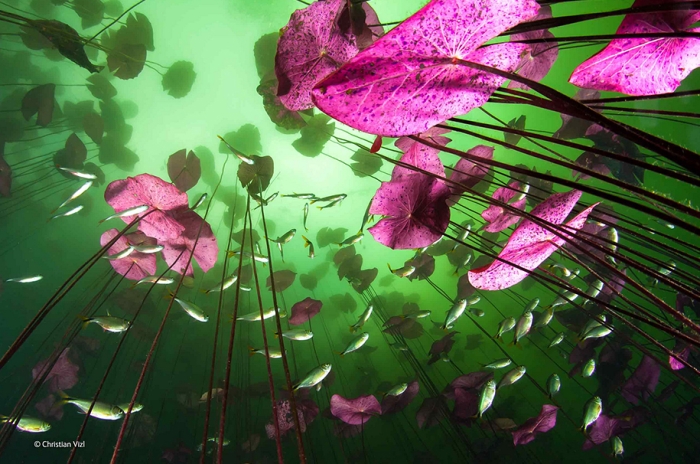 wildlife-photographer-of-the-year-2014-awards-7