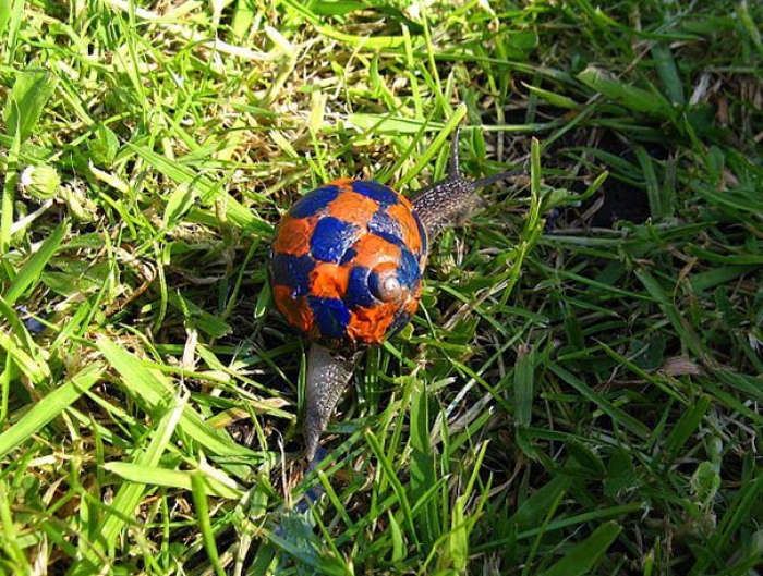 painted-snail-shell-art-10
