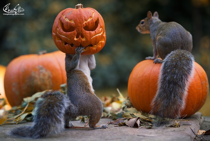 squirrel-pumpkin-funny-photography-max-ellis-6