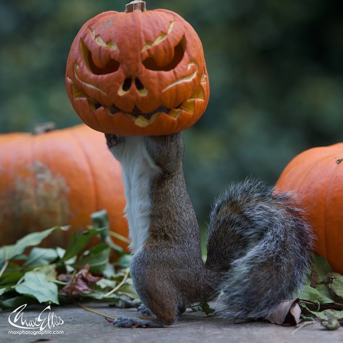 squirrel-pumpkin-funny-photography-max-ellis-1