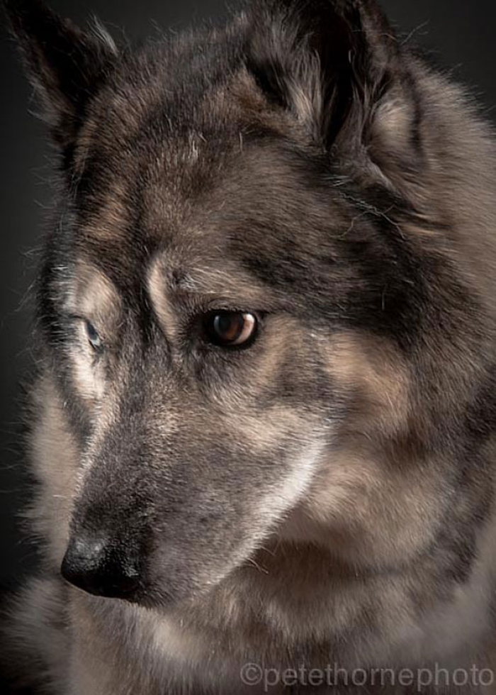 old-faithful-old-dog-portrait-photography-pete-thorne-14